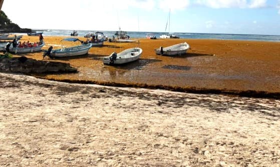 Arribo masivo de sargazo moviliza a más de 150 trabajadores turísticos en Tulum